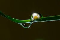 A daisy