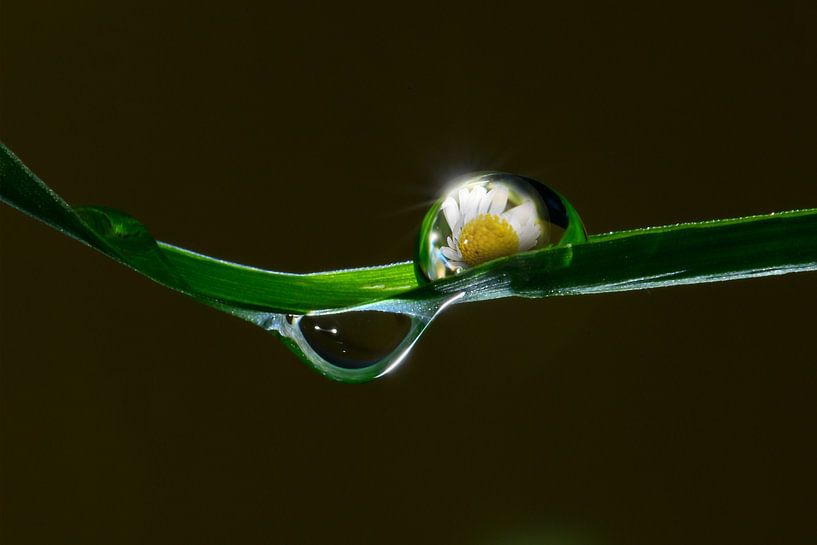 Ein Gänseblümchen von Christiane Calmbacher