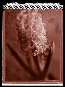 Polaroid Hyacint van Karel Ham