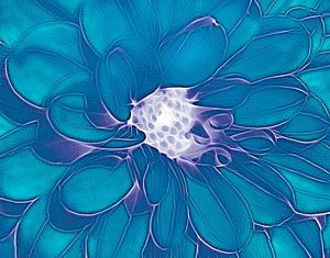Die Dahlie (Aquamarin)