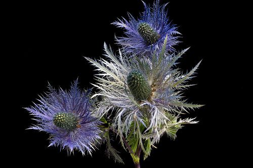 Eryngium alpinum
