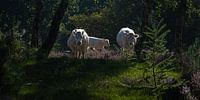 Koeien (met kalf) op de paarse heide van Marjolijn van den Berg thumbnail