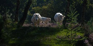 Koeien (met kalf) op de paarse heide van Marjolijn van den Berg
