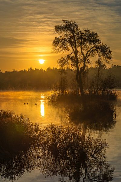 Sonnenaufgang Voorste Goorven Oisterwijkse Bossen von Freddie de Roeck