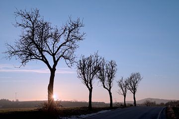 Bomen in de winter van Steffi Hommel