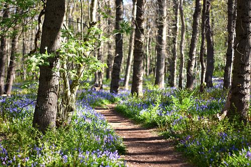 Photo of a forest path with blue bells
