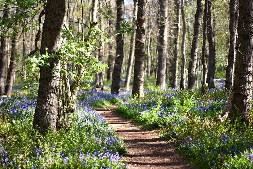 Photo of a forest path with blue bells by Cor Brugman