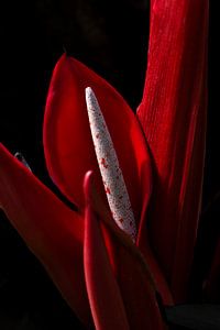 Stilleven van rode Anthurium flamingo plant. van Denise Tiggelman
