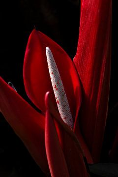 Stilleven van rode Anthurium flamingo plant. van Denise Tiggelman