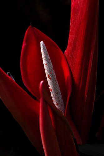 Still life of red Anthurium flamingo plant.
