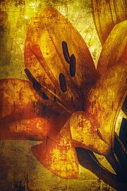 Eine Taglilie auf Holz von Helga Blanke