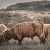 Schotse hooglanders in natuurgebied van Dirk van Egmond