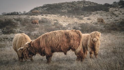 Les Highlanders écossais dans une réserve naturelle