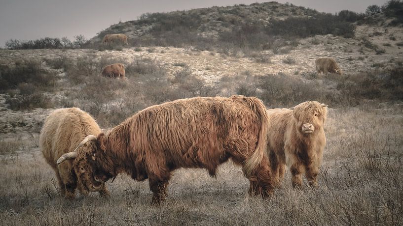 Scottish highlanders in nature reserve by Dirk van Egmond