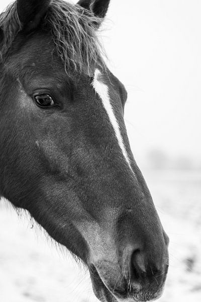 Pferd schwarz und weiß von Jim Plaum
