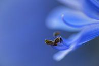 Agapanthus van Reinier van de Pol thumbnail