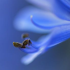 Agapanthus van Reinier van de Pol