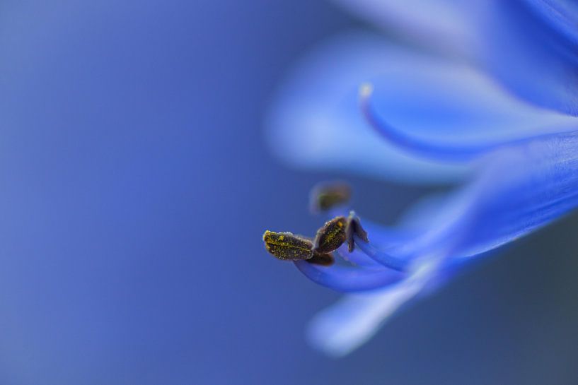 Agapanthus van Reinier van de Pol