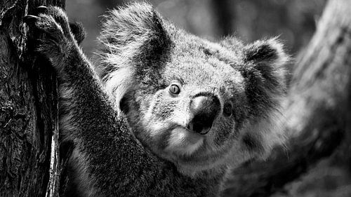 Koala en mouvement - Beauté en noir et blanc sur la Great Ocean Road, Australie