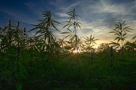 Hemp field in Alsace by Tanja Voigt