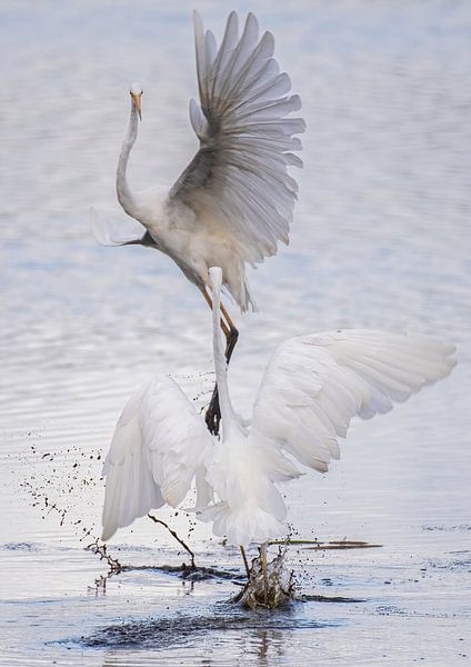 Fighting White Herons in portrait mode in a beautiful collection of grey tones. by Brian Morgan