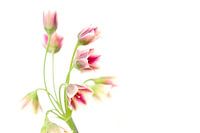 Roze bloem