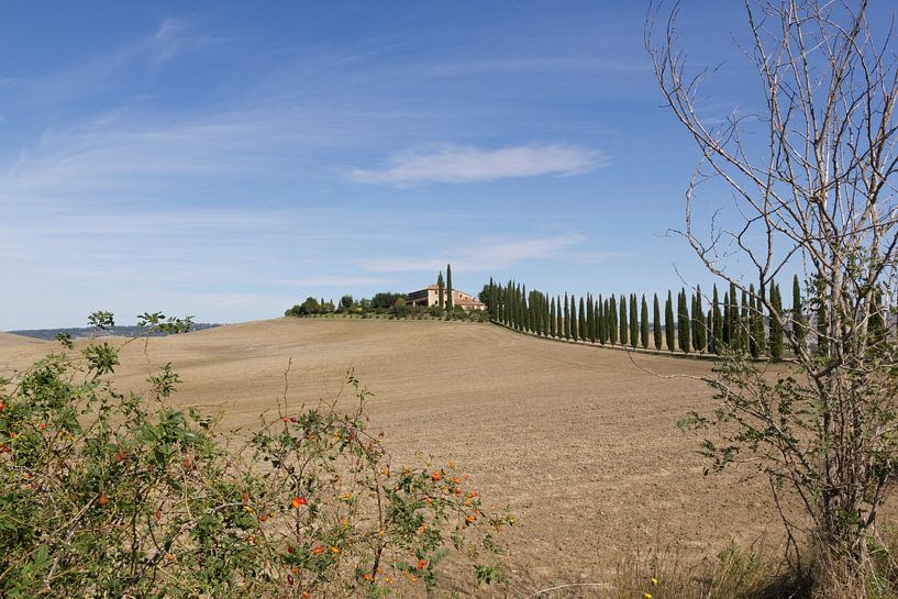 Paysage toscan avec cyprès - Photographie de paysage par MDRN HOME