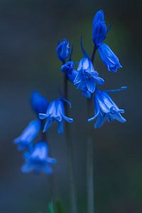 Blauwe klokjesbloemen van Anouschka Hendriks