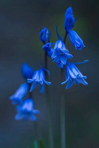 Blue bellflowers
