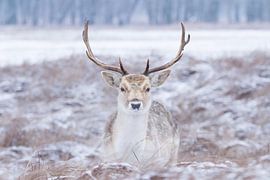 Deer in a snowy landscape by Marianne Klok