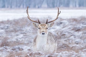 Hert in een sneeuwlandschap van Marianne Jonkman