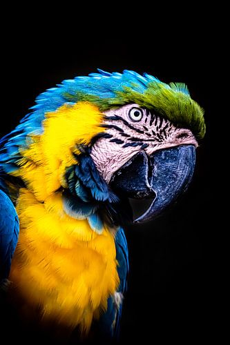 Portret van een blauwgele ara