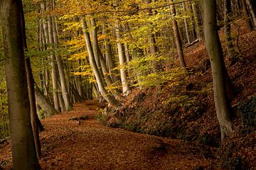 Herfst op de Sint Jansberg van Paul Wendels