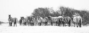 Les chevaux Konik en noir et blanc sur Dirk van Egmond