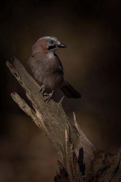 Jay by Freddy Van den Buijs