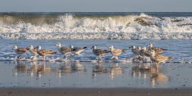 Panorama op het strand: De golven slaan om achter een groep zilvermeeuwen