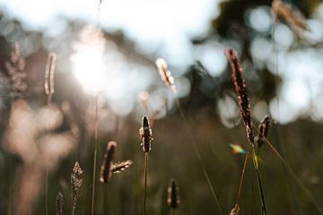 Summer grass with sunset by Studio Snouk.