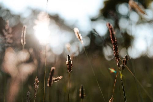 Herbe d'été avec coucher de soleil