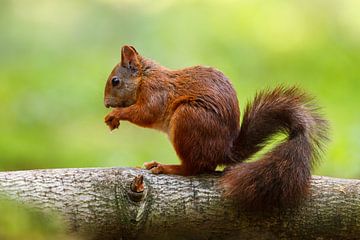Squirrel by Pim Leijen