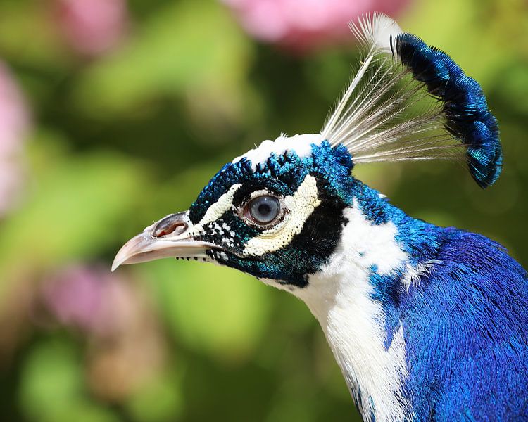 Blauwe Pauw von Patrick van Bakkum