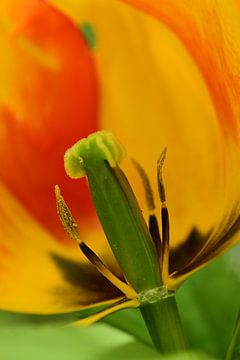 Schönheit der Tulpe von Anja Roelenga