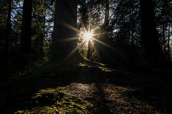 A magical display of lights in the pine forest