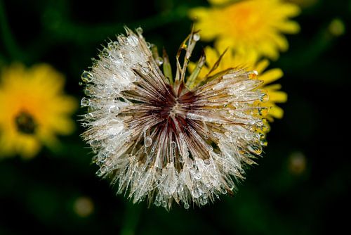 Paardenbloem na een regenbui