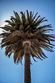 Palmboom tegen het licht