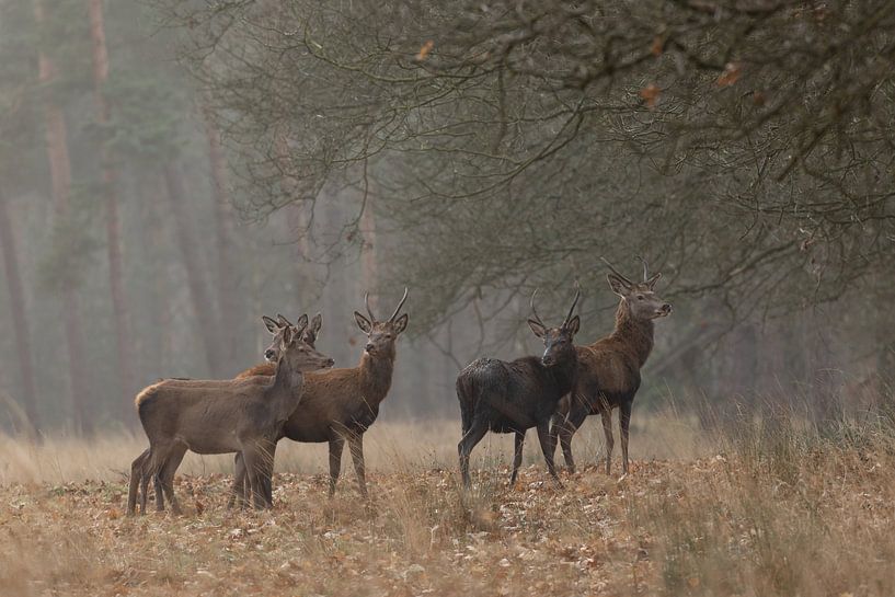 Red Deer by Jerry Bouwmeester