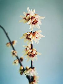 Eenvoudig van Angelo Cerantola