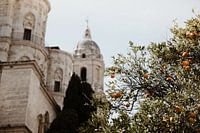 Orangen in Malaga