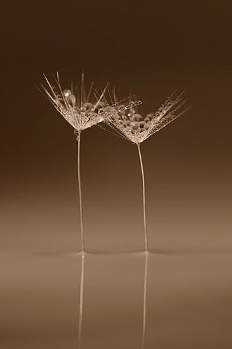 Zarte Eleganz  – Ländliche Atmosphäre in „Botanisches Stillleben“ von Marjolijn van den Berg