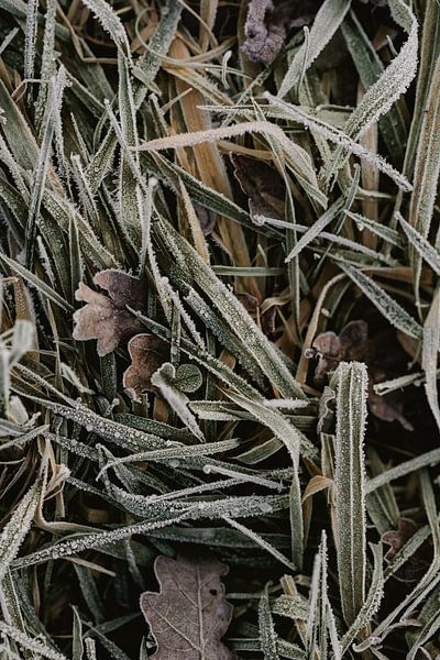 L'hiver néerlandais - Mûrir dans la nature par Irmgard Averesch
