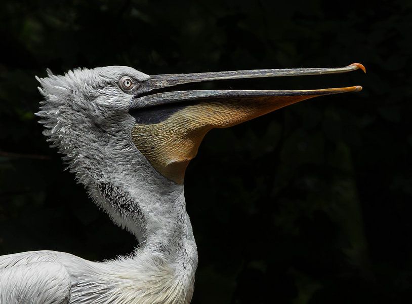 Crucian Pelican. by Wouter Van der Zwan